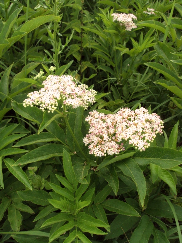 Изображение особи Sambucus ebulus.