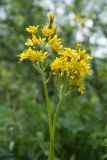 Crepis praemorsa. Верхушки побегов с соцветиями. Ленинградская обл., Волосовский р-н, окр. дер. Большое Заречье, луг на известняке. 08.06.2014.