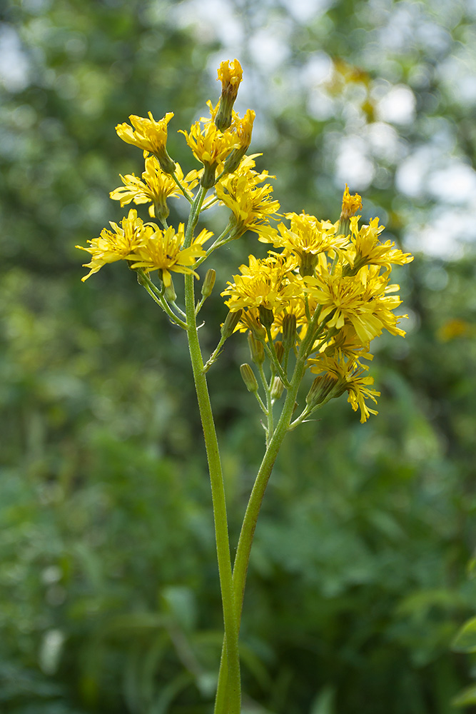 Изображение особи Crepis praemorsa.