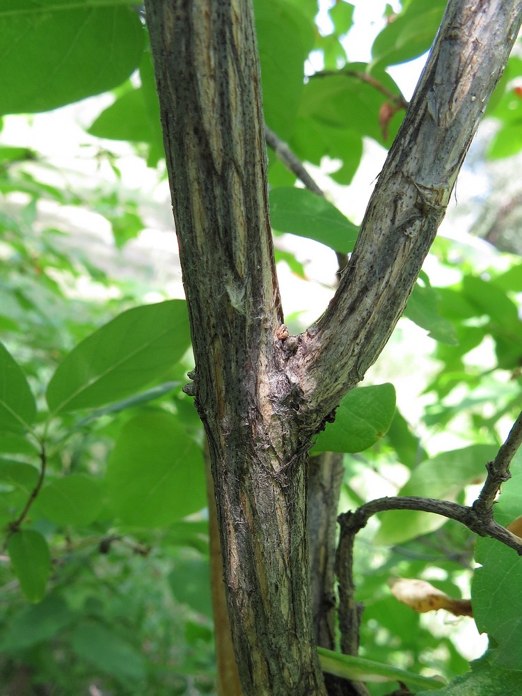 Image of Lonicera tatarica specimen.