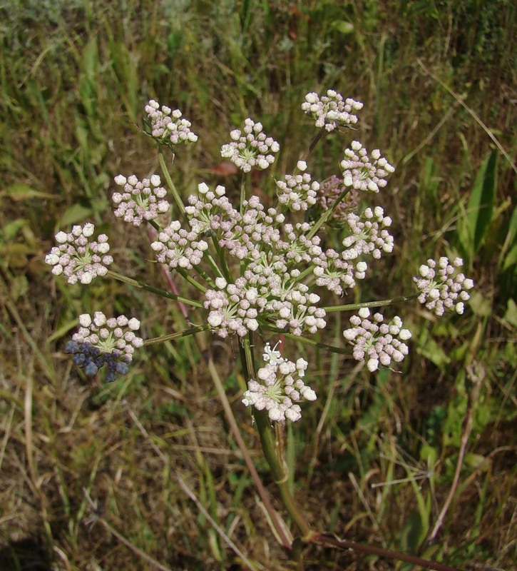 Изображение особи Macroselinum latifolium.