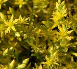 Sedum acre. Верхушки цветущих побегов. Германия, г. Дюссельдорф, Ботанический сад университета. 03.07.2014.