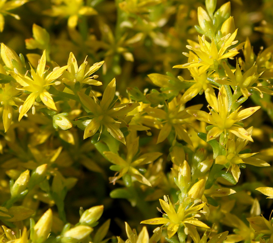 Image of Sedum acre specimen.