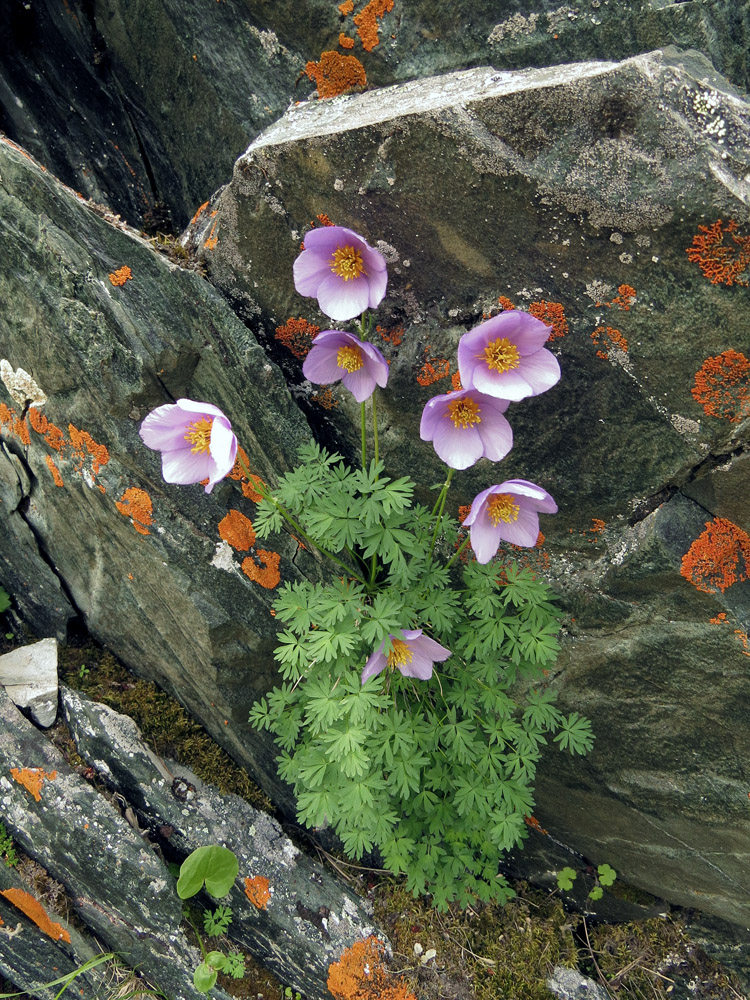 Image of Paraquilegia microphylla specimen.