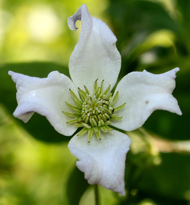 Image of genus Clematis specimen.
