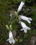 Campanula praealta