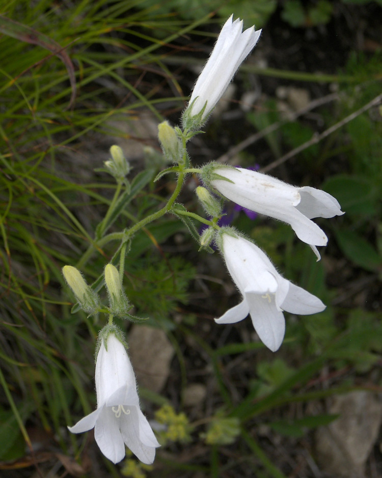 Изображение особи Campanula praealta.