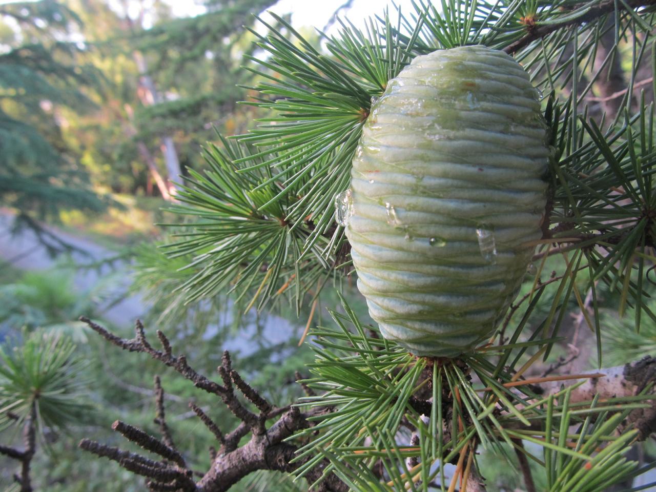 Изображение особи Cedrus libani.