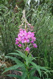 Chamaenerion angustifolium