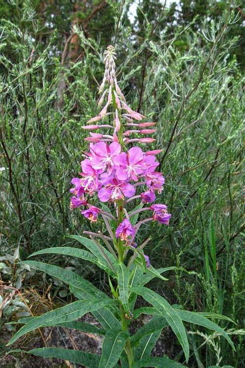 Image of Chamaenerion angustifolium specimen.