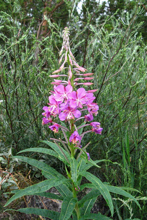 Image of Chamaenerion angustifolium specimen.