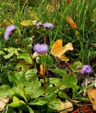 Ageratum houstonianum