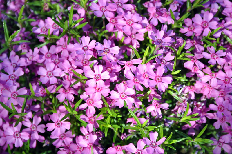 Изображение особи Phlox subulata.