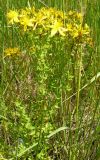Hypericum perforatum