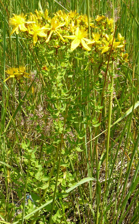 Изображение особи Hypericum perforatum.
