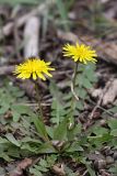 род Taraxacum. Цветущее растение. Южный Казахстан, левобережье Сыр-Дарьи выше Сюткента. 30.03.2014.