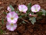 Convolvulus arvensis