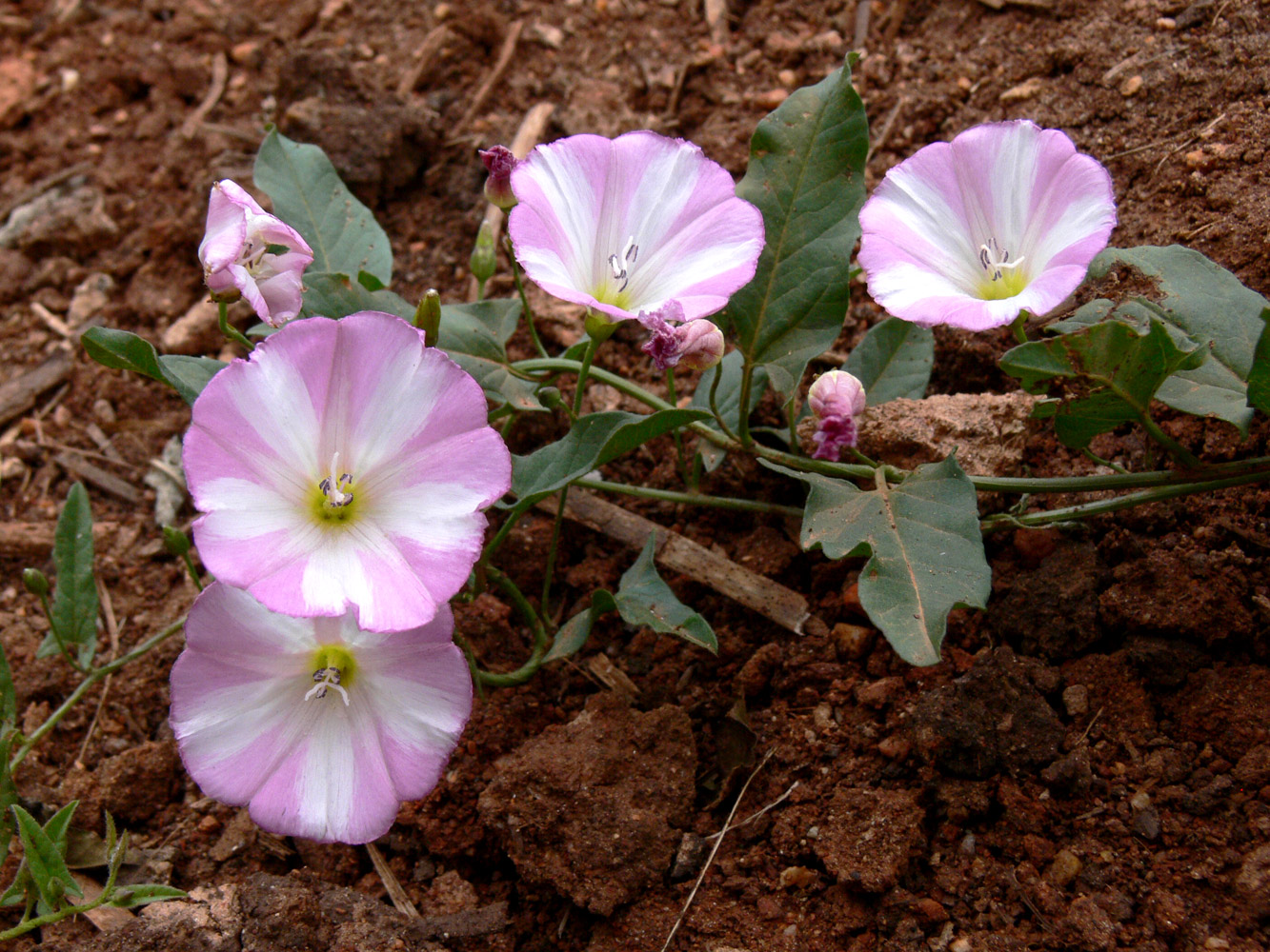 Изображение особи Convolvulus arvensis.