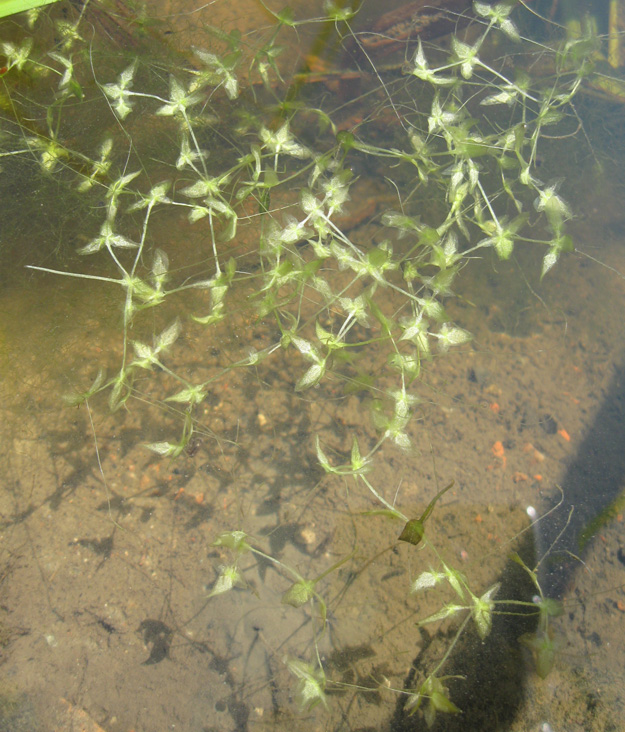 Image of Lemna trisulca specimen.