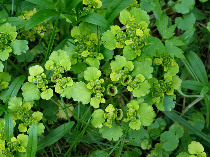 Image of Chrysosplenium alternifolium specimen.