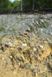 Panicum miliaceum subspecies ruderale. Верхняя часть соцветия. Томская обл., Томский р-н, окр. ст. Копылово, железнодорожная насыпь. 23.08.2009.