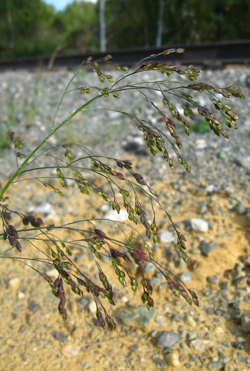Изображение особи Panicum miliaceum ssp. ruderale.