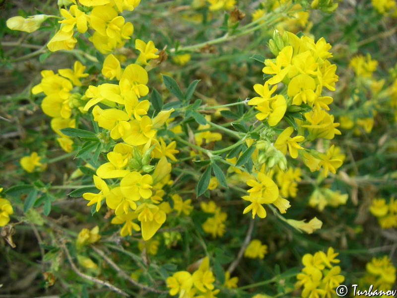 Image of Medicago falcata specimen.