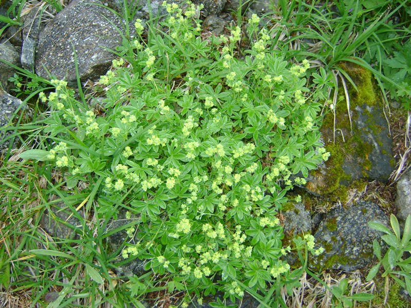 Image of Alchemilla alpina specimen.