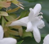 Abelia × grandiflora