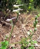 Delphinium fissum