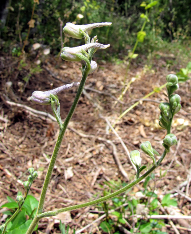 Image of Delphinium fissum specimen.