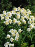 Achillea septentrionalis. Верхушка цветущего растения. Респ. Коми, г. Сыктывкар, долина р. Сысола, луг. 03.08.2009.