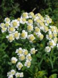 Achillea septentrionalis