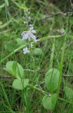 Veronica officinalis