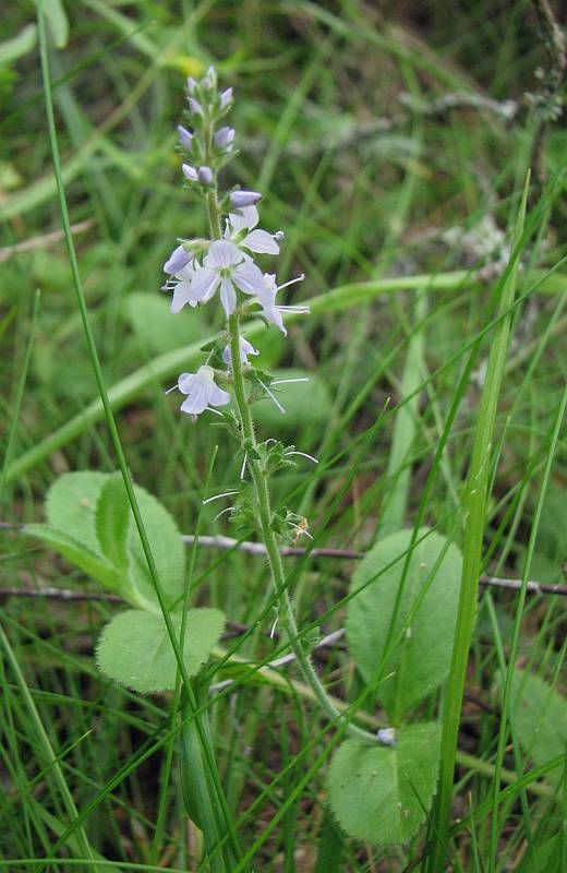 Image of Veronica officinalis specimen.