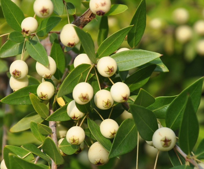 Image of Myrtus communis var. leucocarpa specimen.