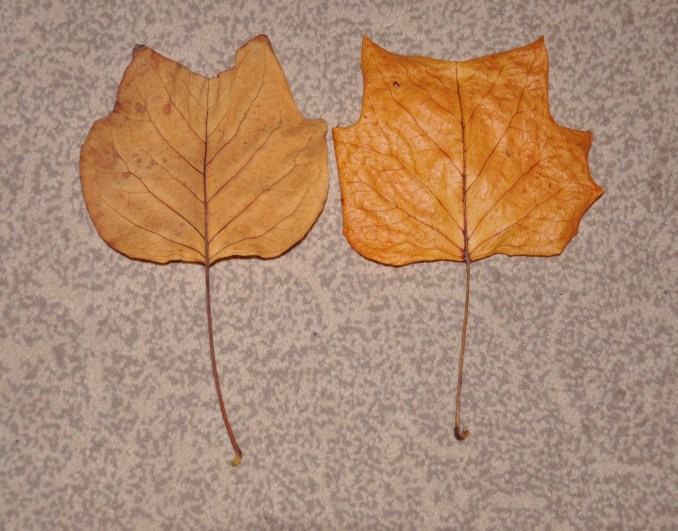 Image of Liriodendron tulipifera specimen.