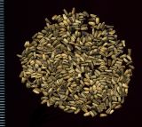 Cichorium intybus. Семянки (невызревшие). Курская обл., Железногорский р-н, пос. Каменец, ур. Жуковец, у дороги. 1 ноября 2009 г.