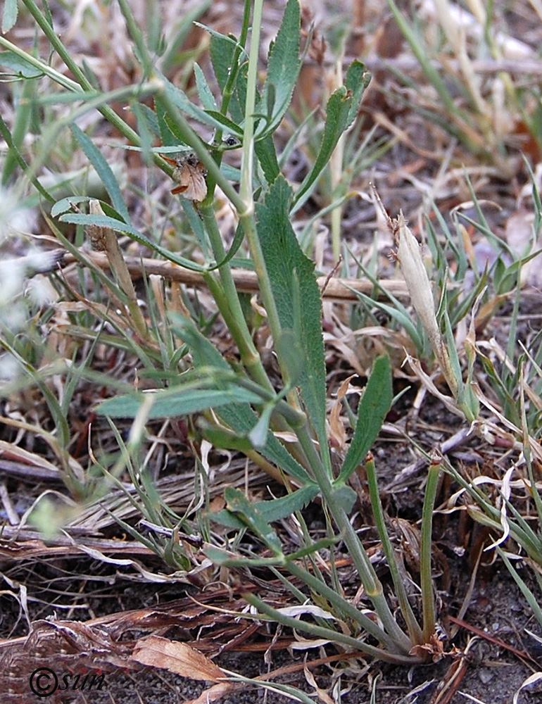 Image of Falcaria vulgaris specimen.