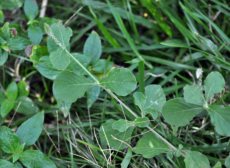 Image of Achyranthes aspera specimen.