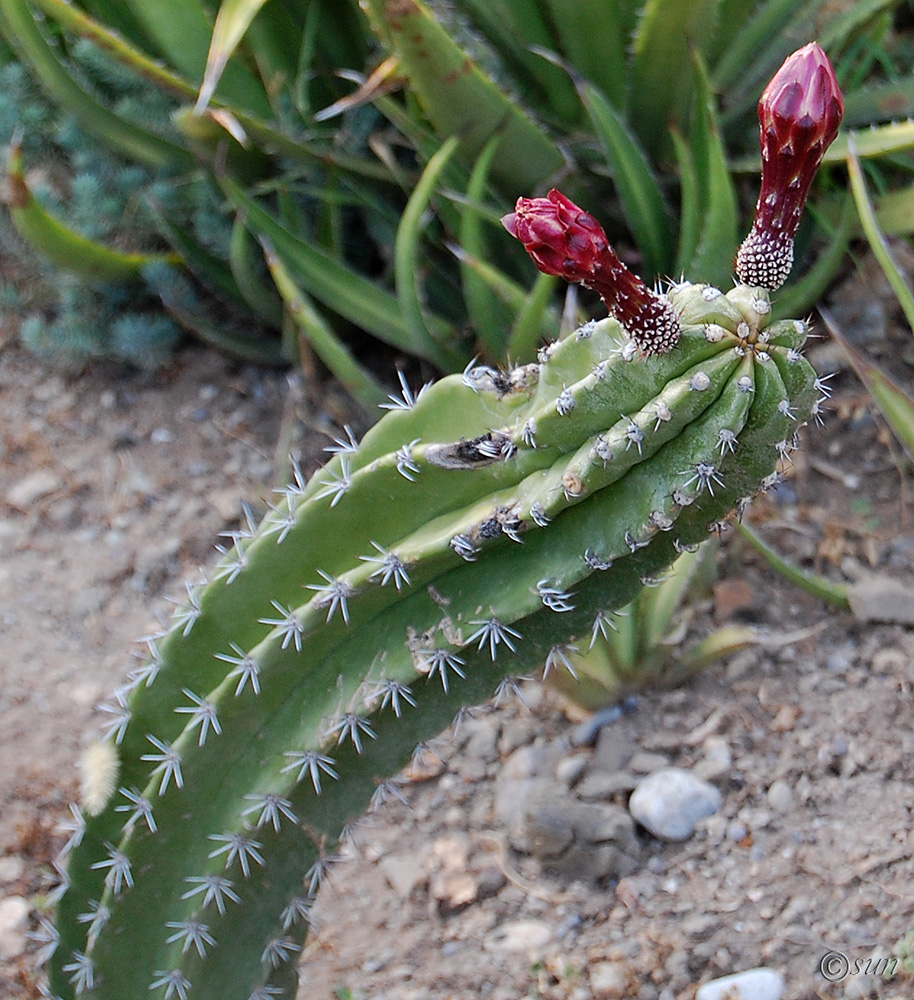 Изображение особи семейство Cactaceae.