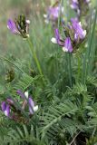 Astragalus skorniakowii