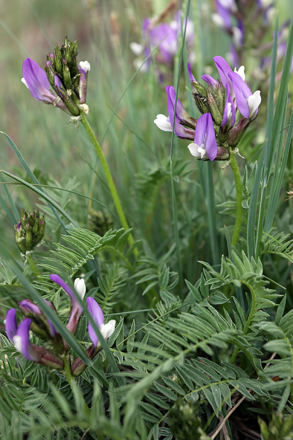 Image of Astragalus masenderanus specimen.