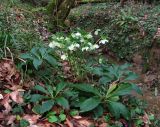 Helleborus caucasicus