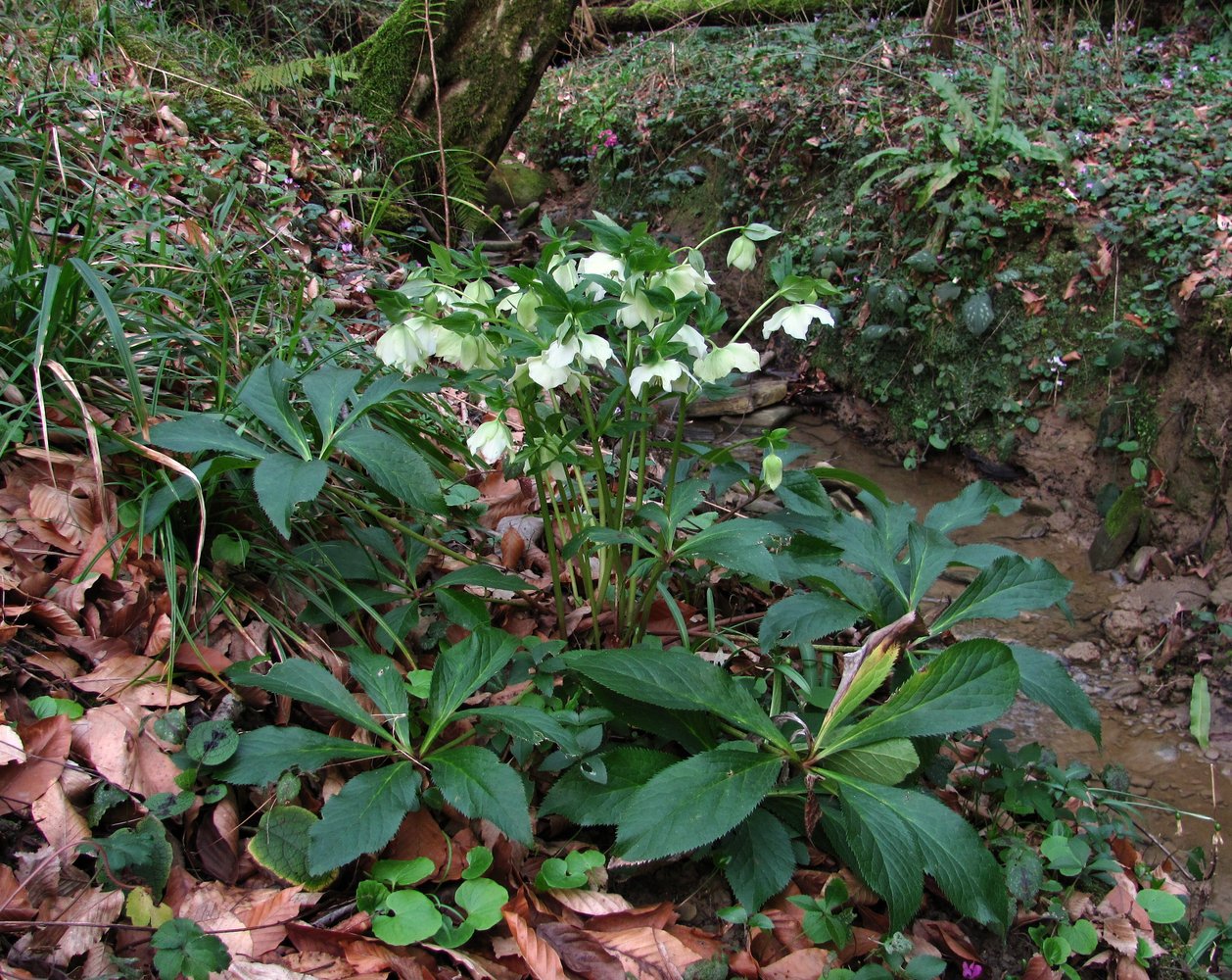 Image of Helleborus caucasicus specimen.