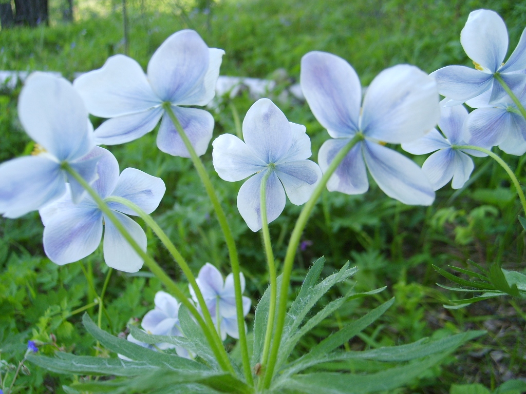 Изображение особи Anemonastrum crinitum.