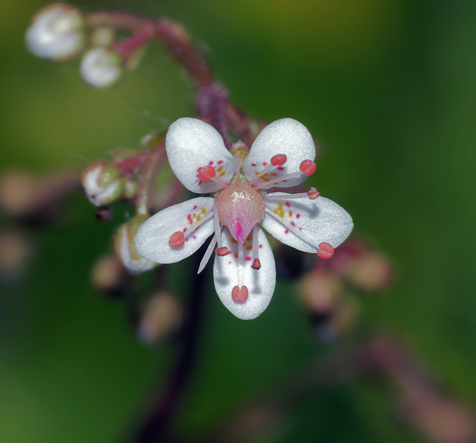 Image of Saxifraga × urbium specimen.
