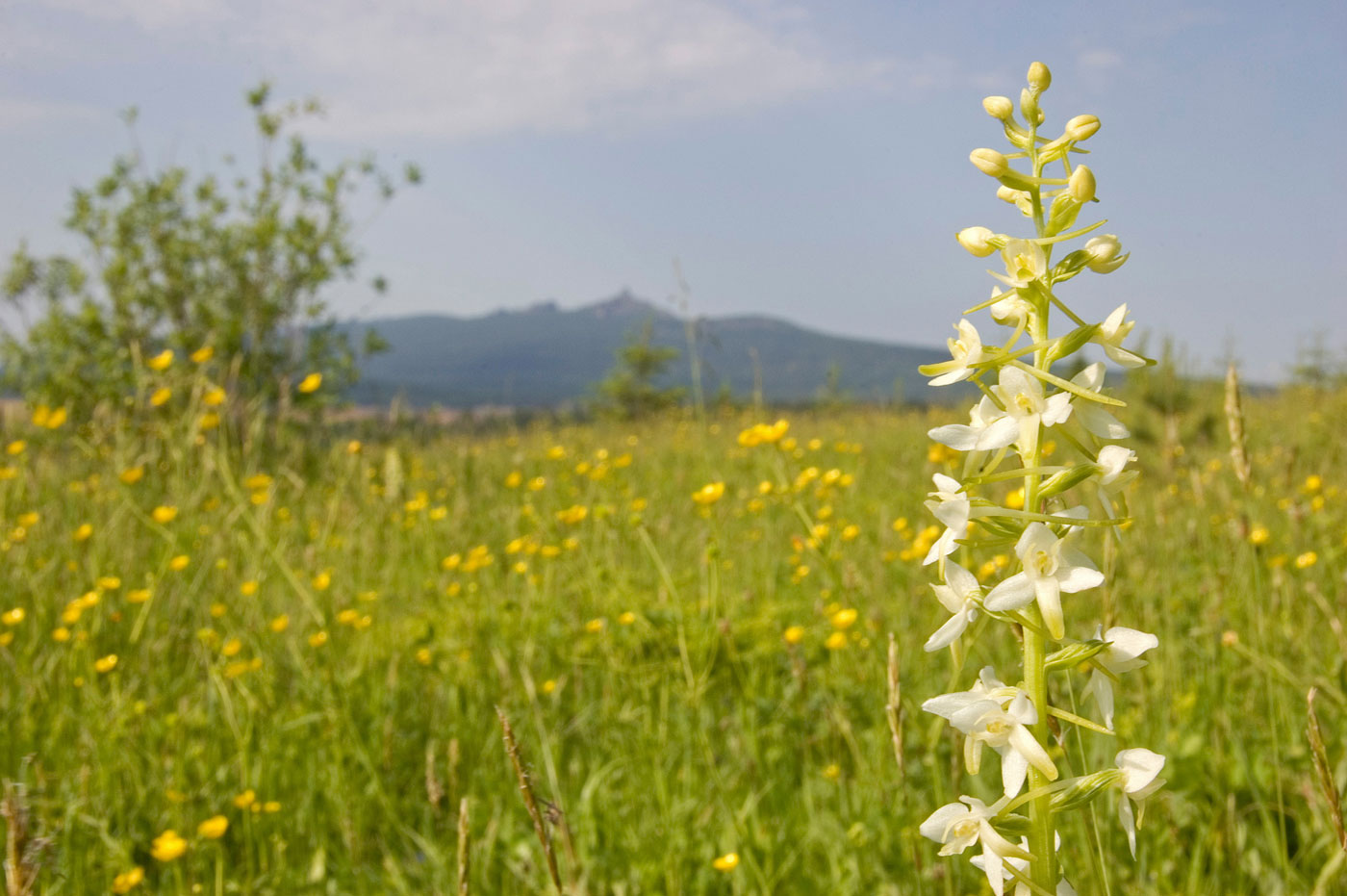 Изображение особи Platanthera bifolia.