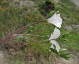 Linum lanuginosum