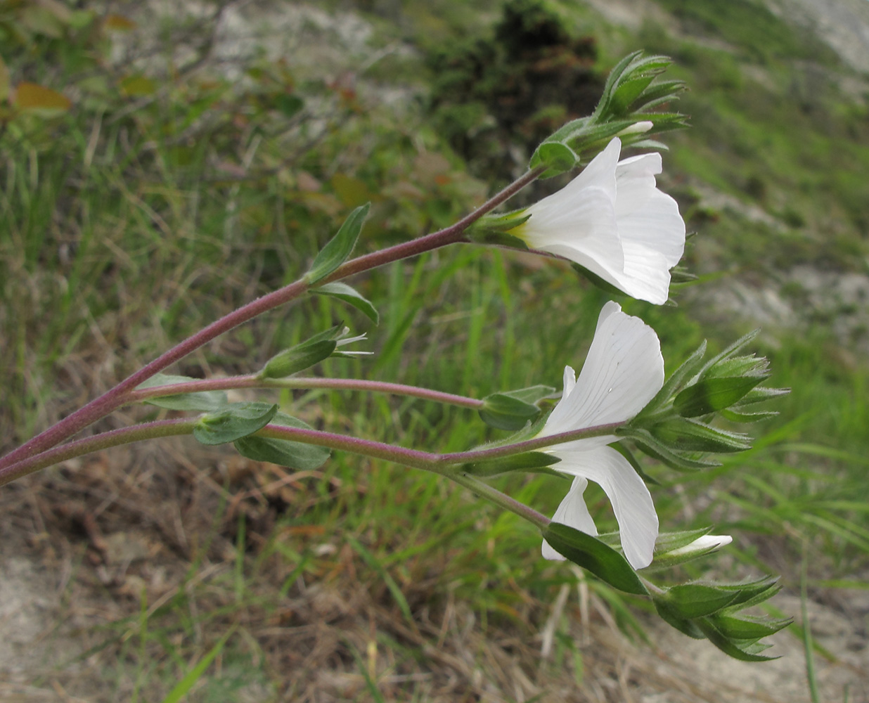 Изображение особи Linum lanuginosum.